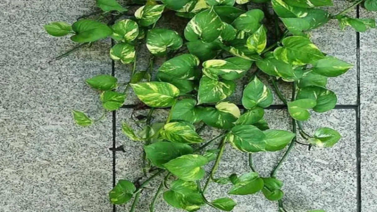 Money Plant
