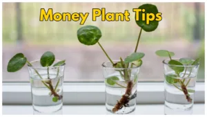 Money Plant – How to take care of your money plant at home, Here Simple Tips