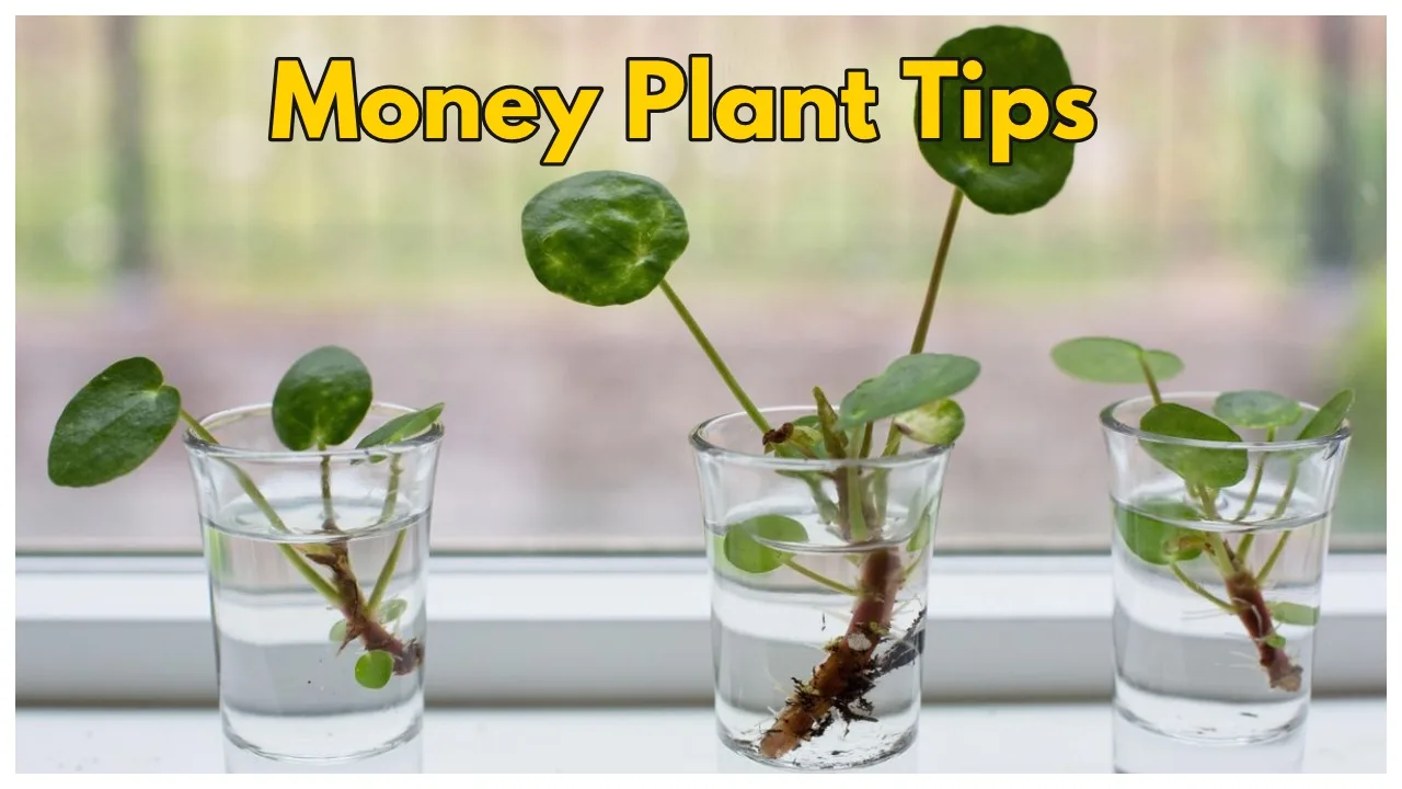 Money Plant – 
