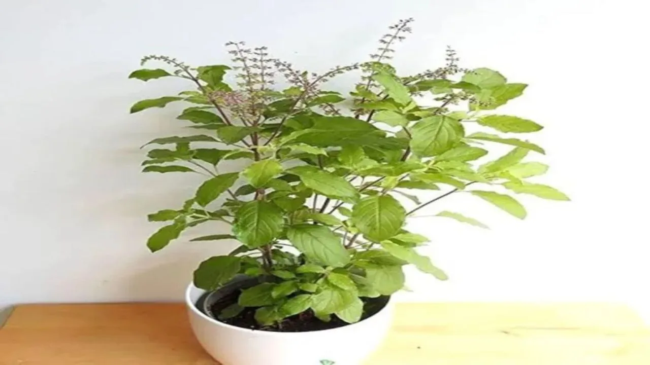 Tulsi Upay: Mix these