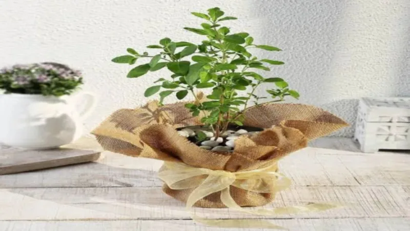 Tulsi Paudha 6