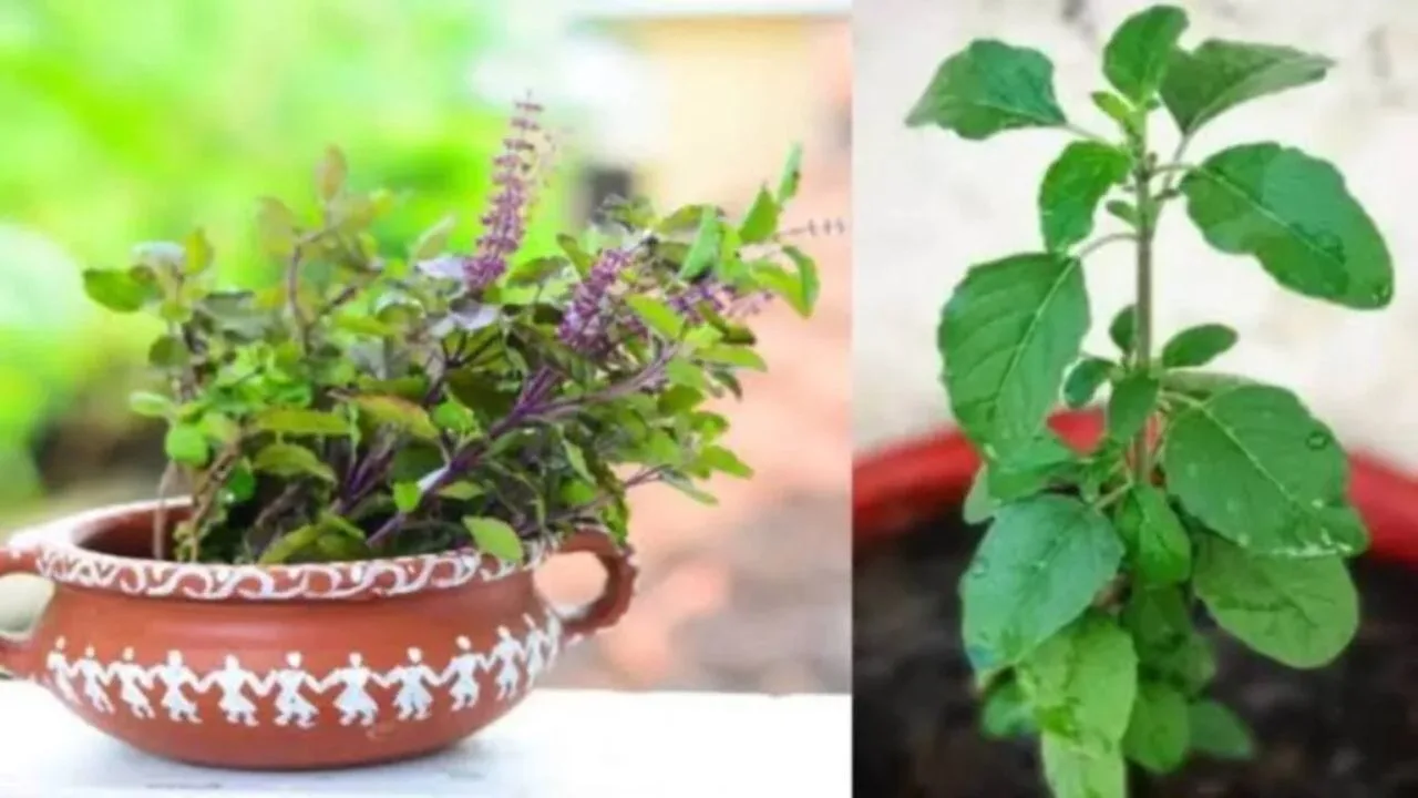 Vastu Tips: Tie the