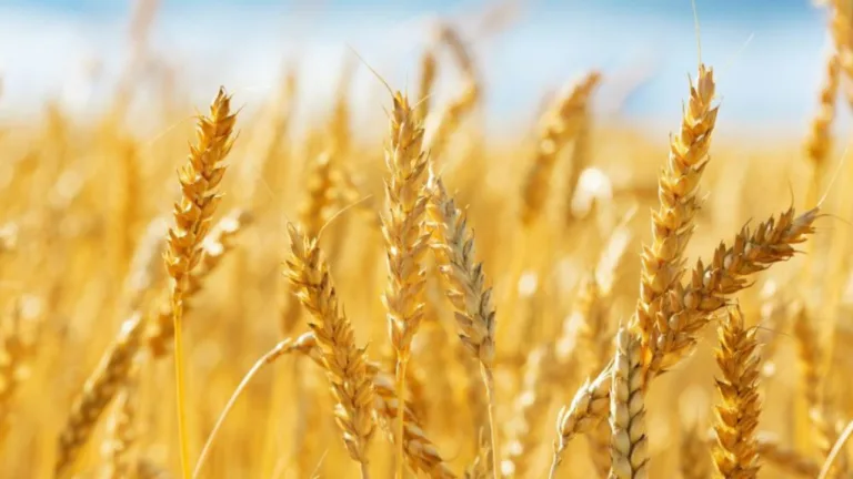 Modi government takes a big decision, Are wheat prices going to decrease?