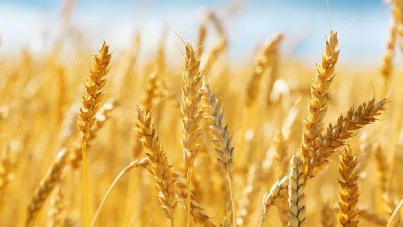 Wheat