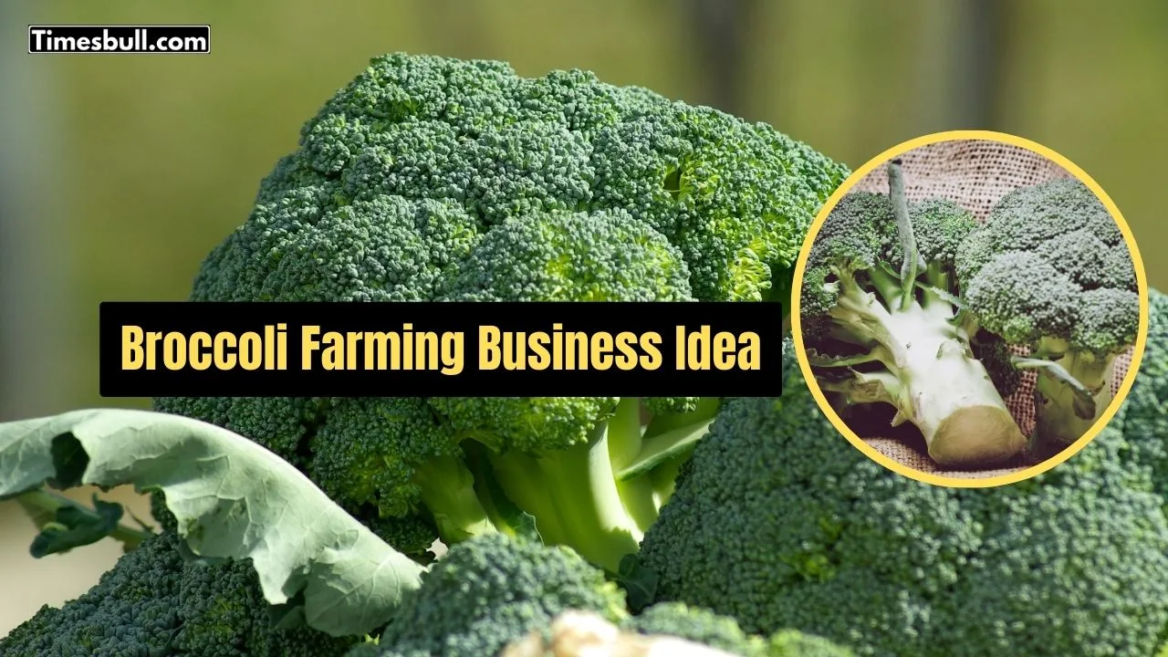 Broccoli Farming: Huge Winter Demand...