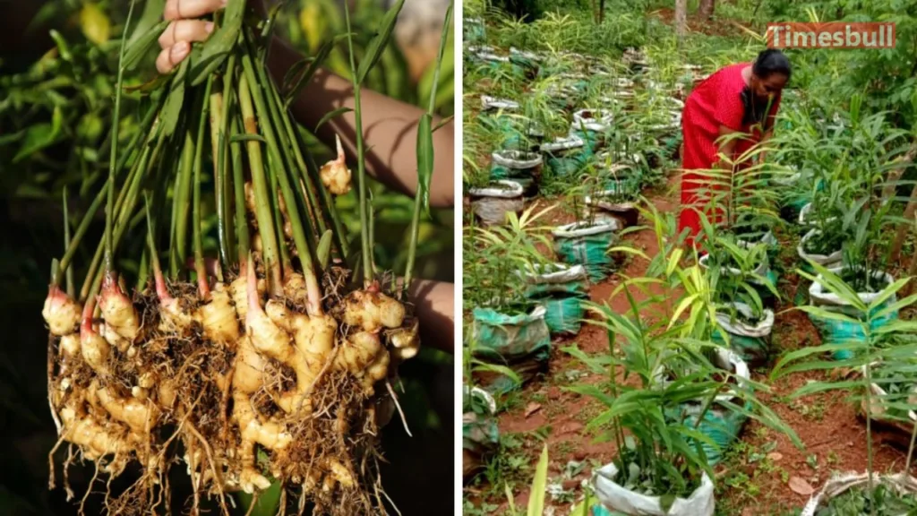 Business Idea: Earn Up to Rs 25 Lakhs from Ginger Farming