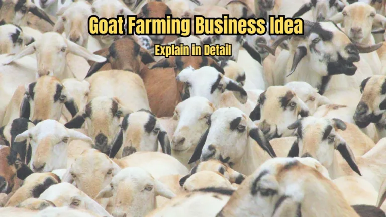 Goat Farming Scheme: Know How to Get Loan Up to Rs 1 Crore and 50% Subsidy