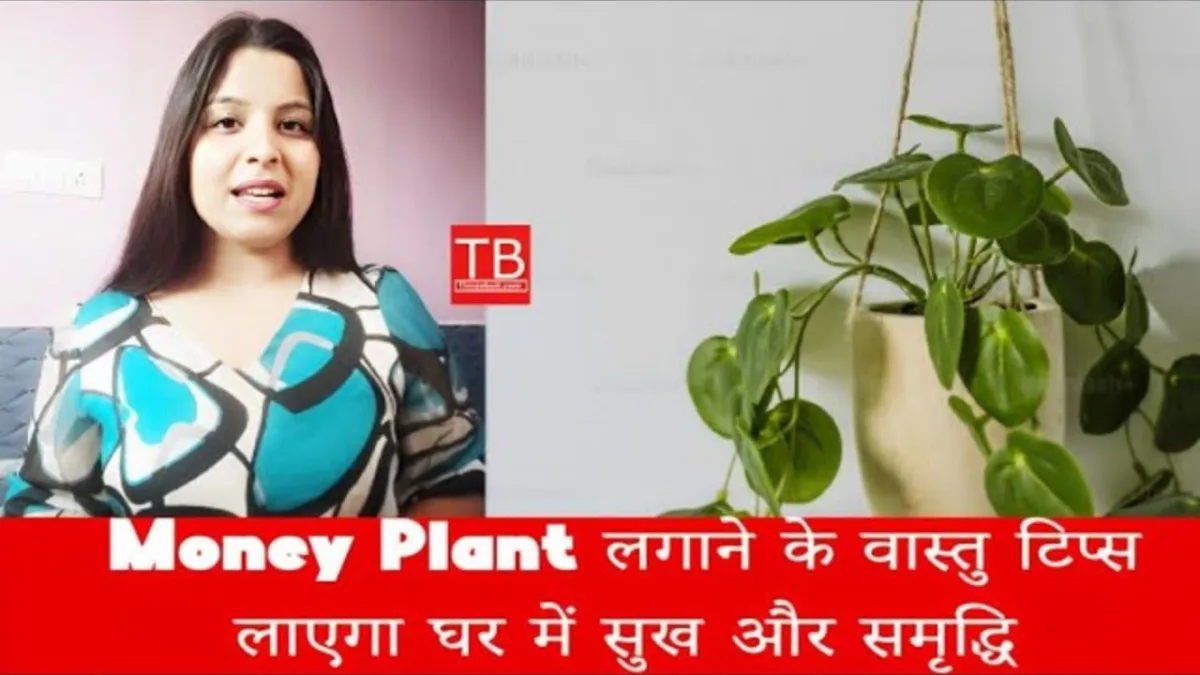 Money Plant