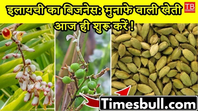 Cardamom cultivation: Know how to do this highly profitable business