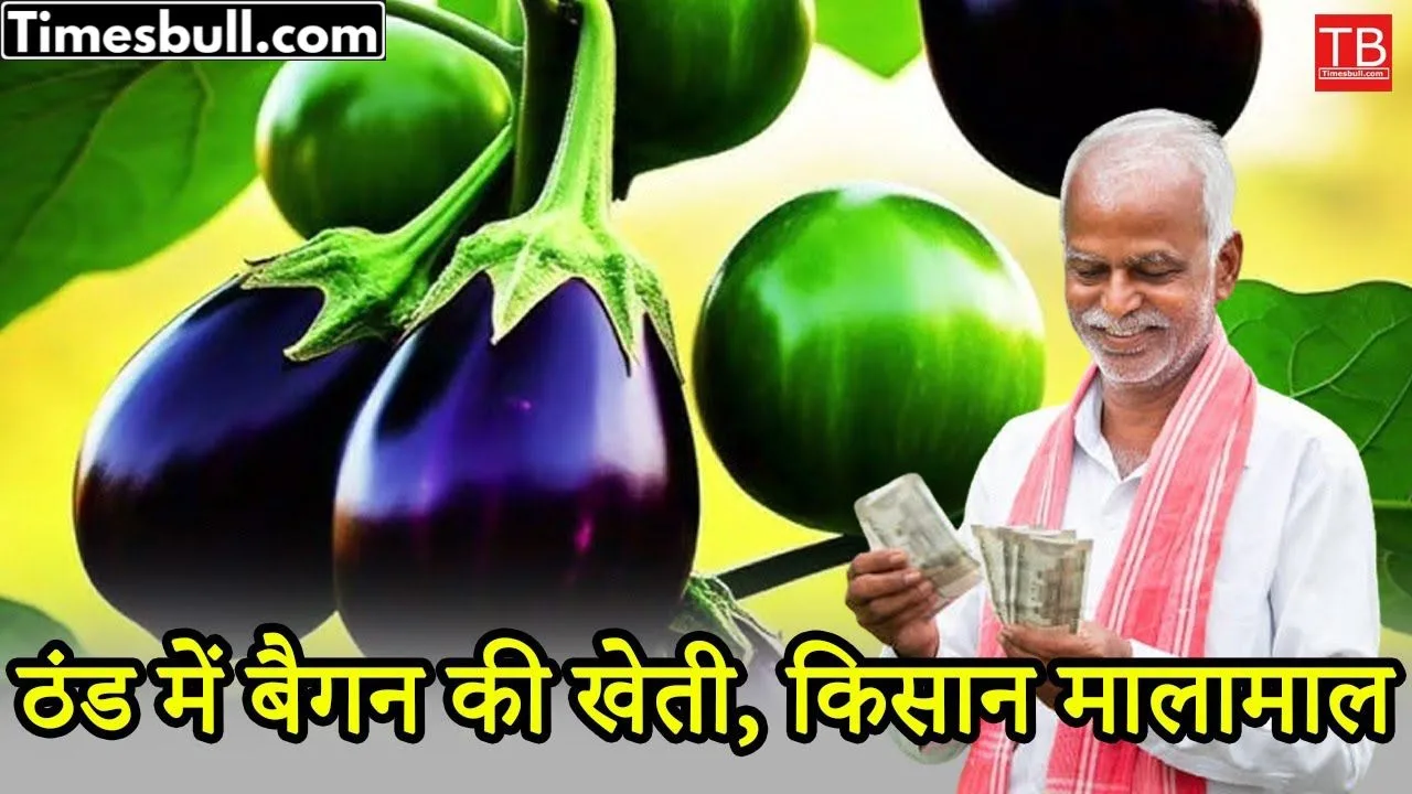 Cultivate brinjal in winter and...