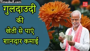 Earn lakhs of rupees by cultivating chrysanthemum, know the method of cultivation
