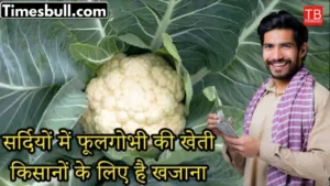 Cultivation of cauliflower in winter is a treasure for farmers