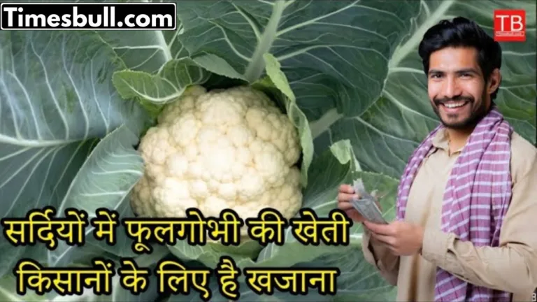 Cultivation of cauliflower in winter is a treasure for farmers
