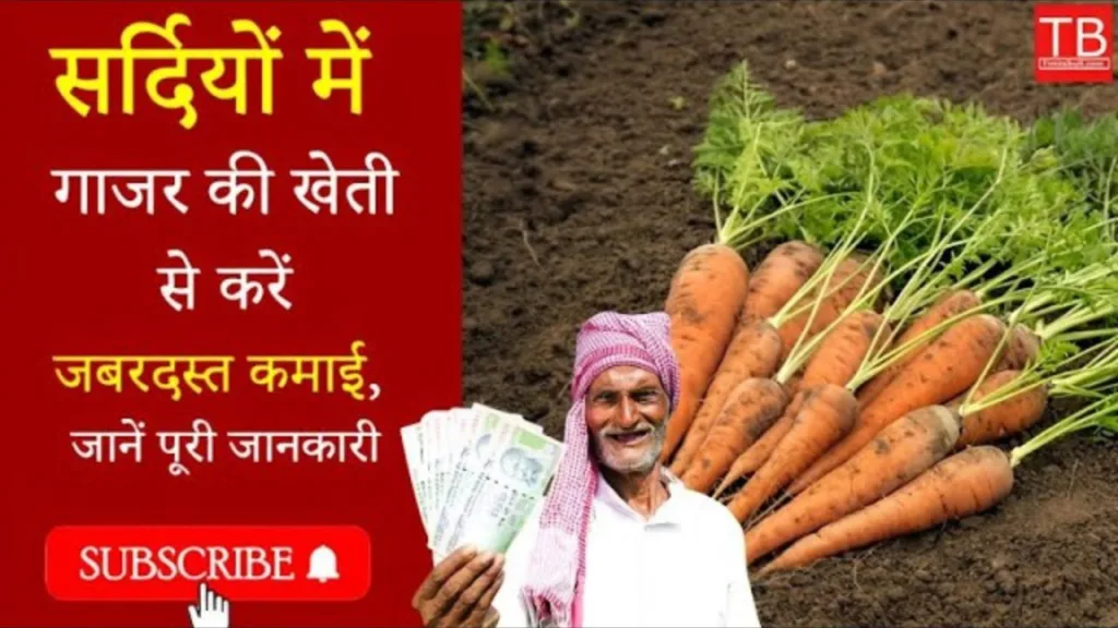 Winter carrot farming: secret tips in english