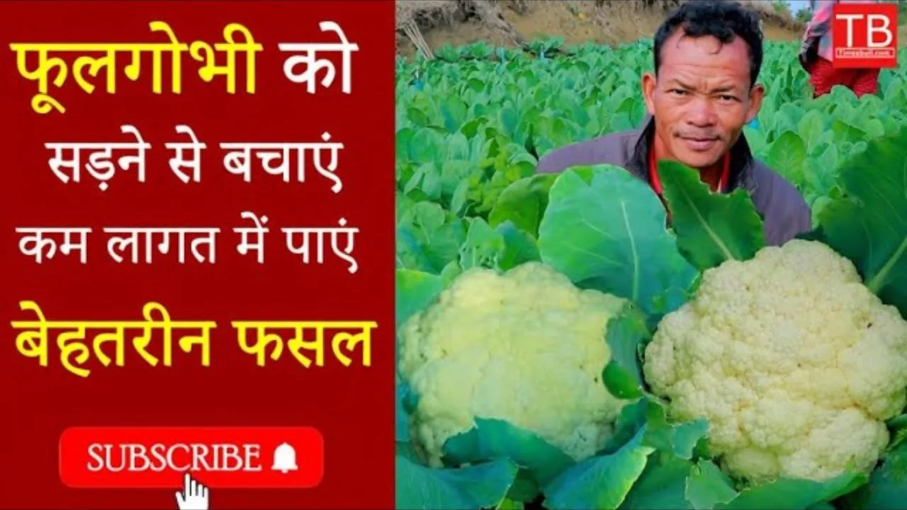 How to protect cauliflower from...