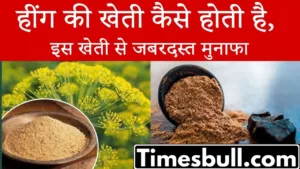 How to cultivate asafoetida and how to become rich by farming