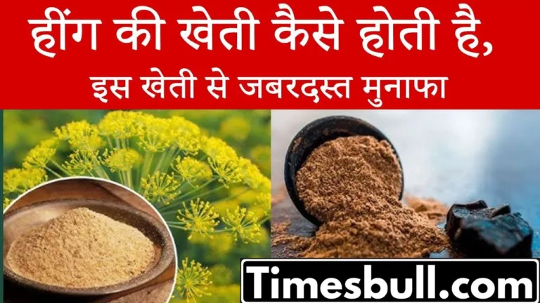 How to cultivate asafoetida and how to become rich by farming