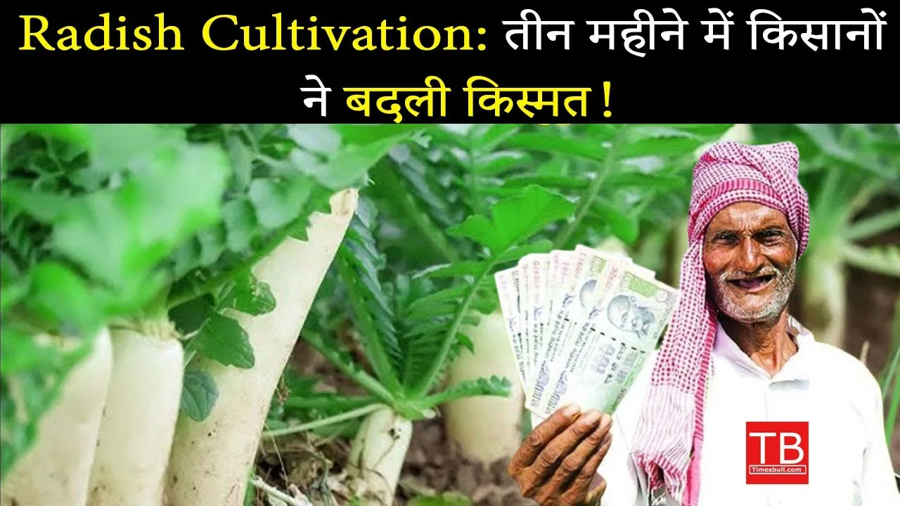 Radish cultivation: Know how to...
