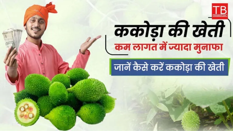 How to yield good income in the rainy season: Know how