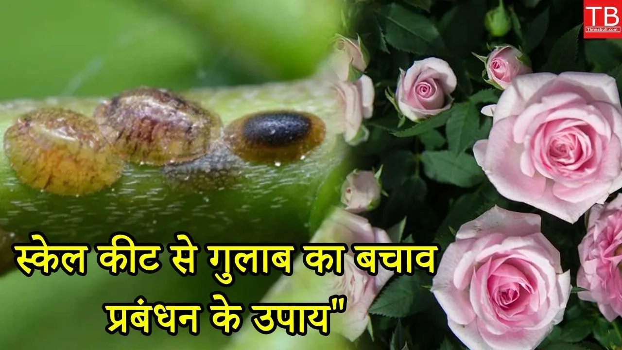 Protect Your Roses: Effective Tips...