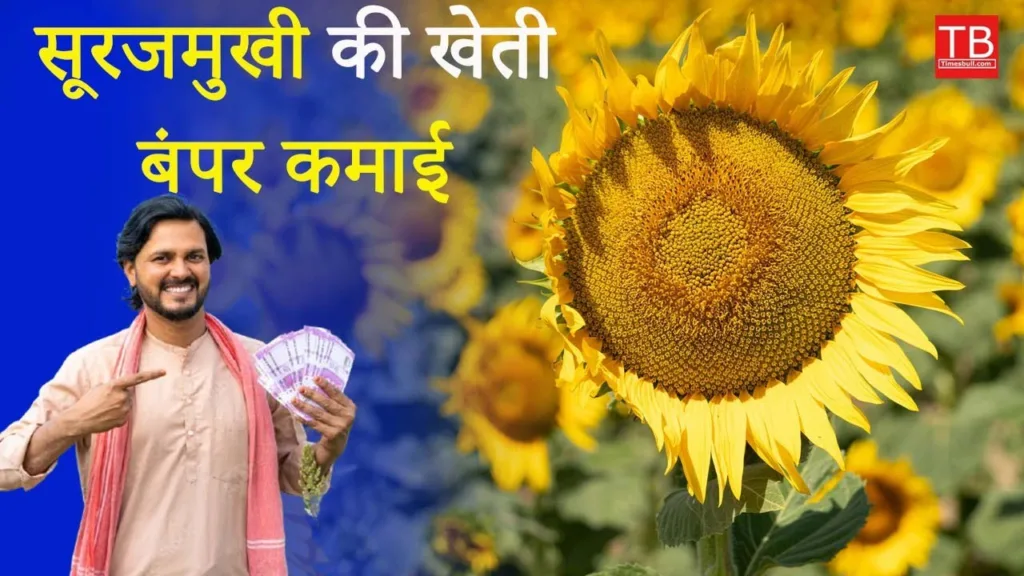 Sunflower farming business idea earn huge profit in the month of January: Know how