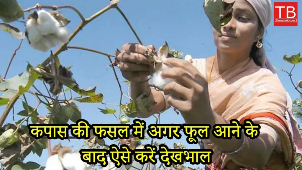 Cotton farming tips: Know how to take care of cotton after flowering