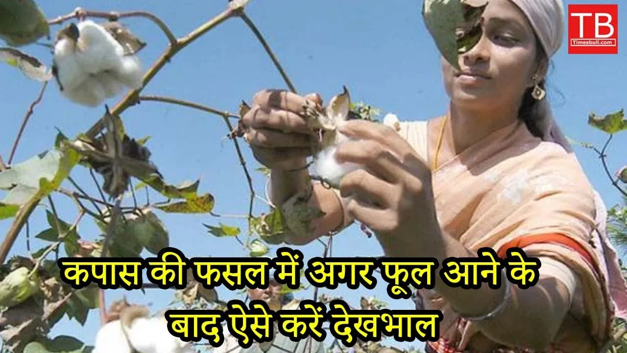 Cotton farming tips: Know how...