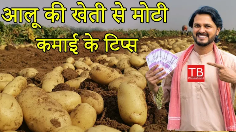 Potato farming tips: Learn about potato farming and earn big money