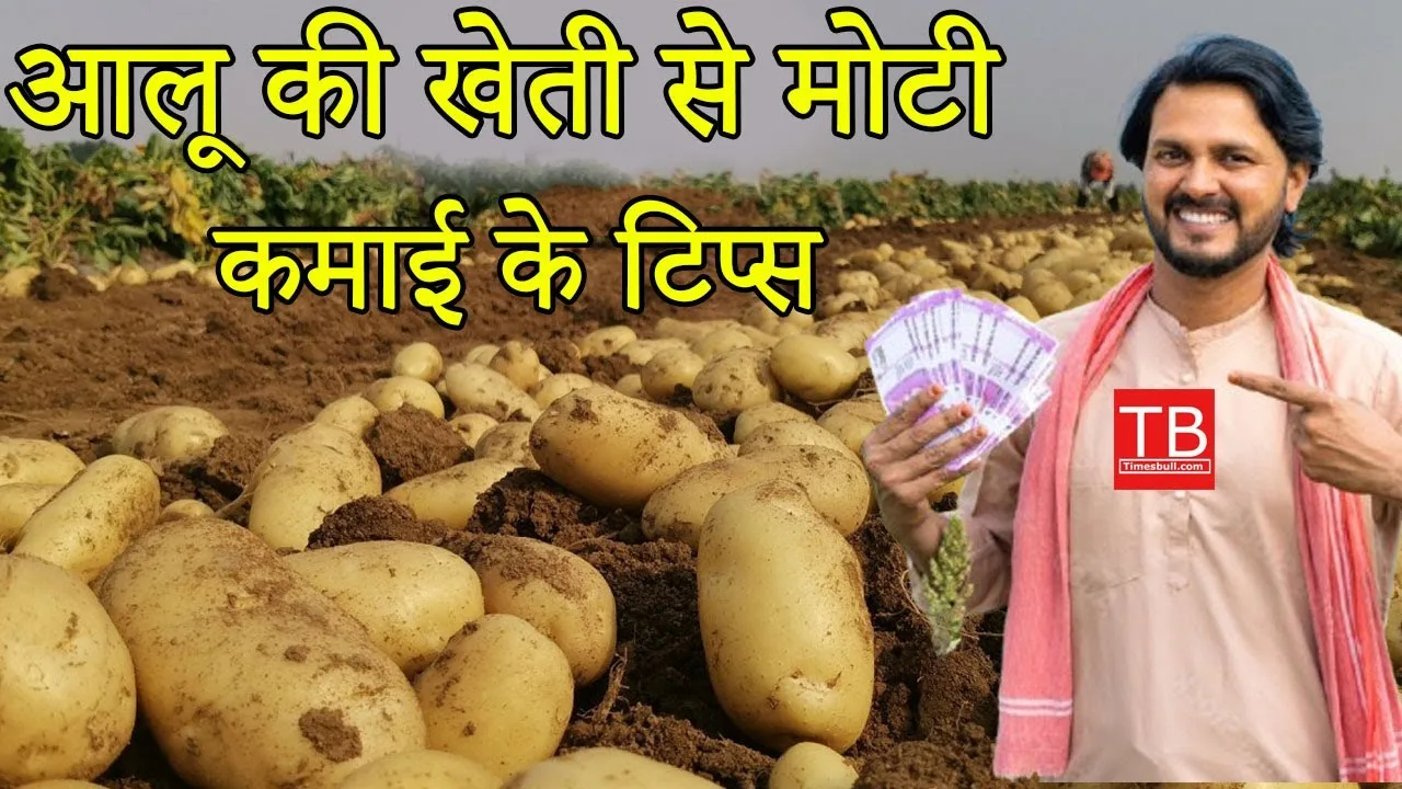 Potato farming tips: Learn about...
