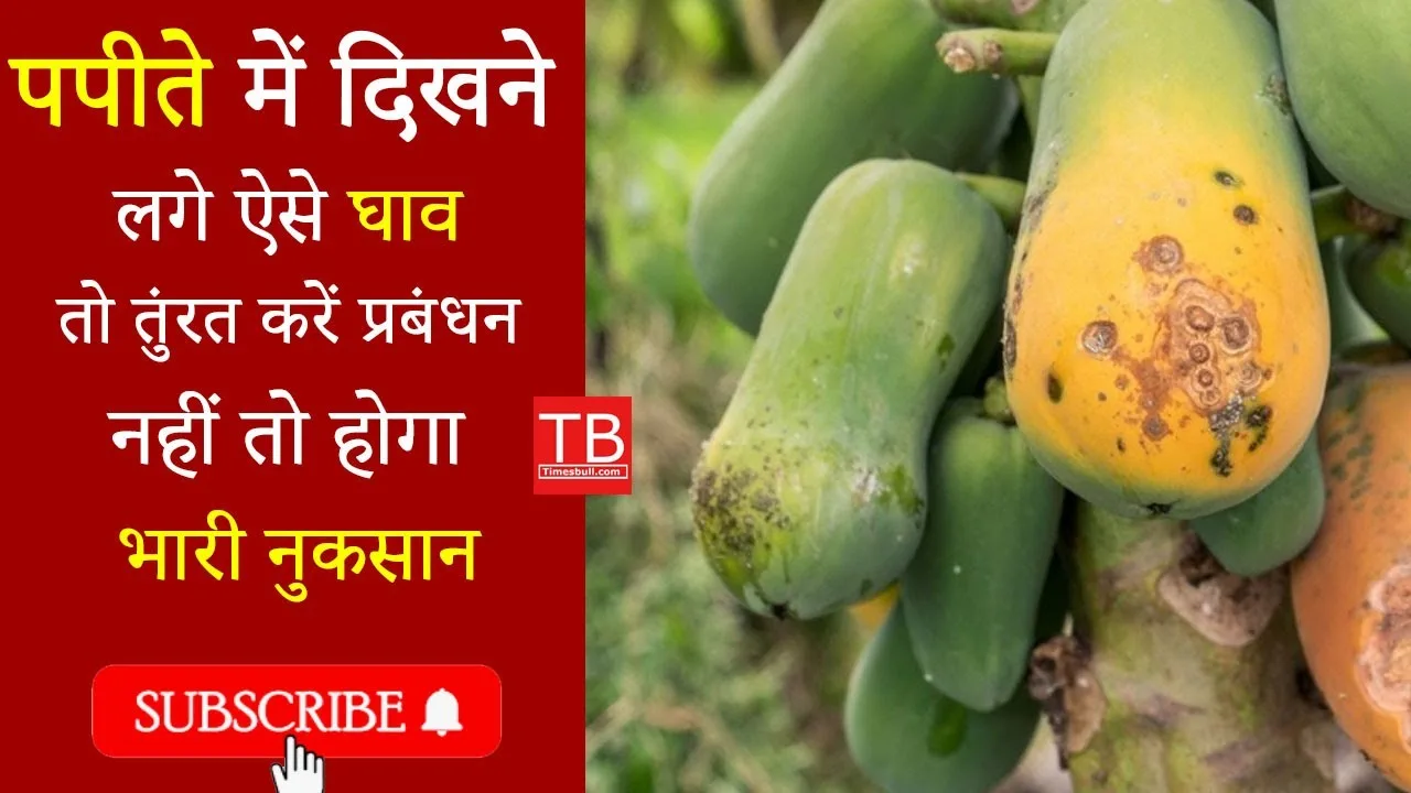Papaya farming warning: Do this...