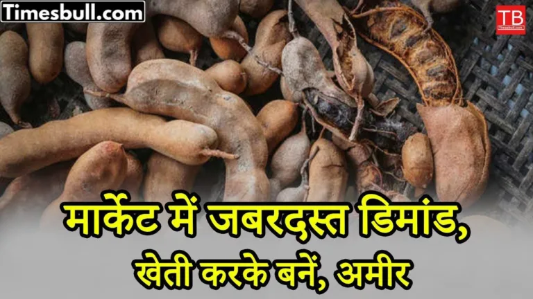 How to cultivate tamarind and become rich, know the whole process in one click