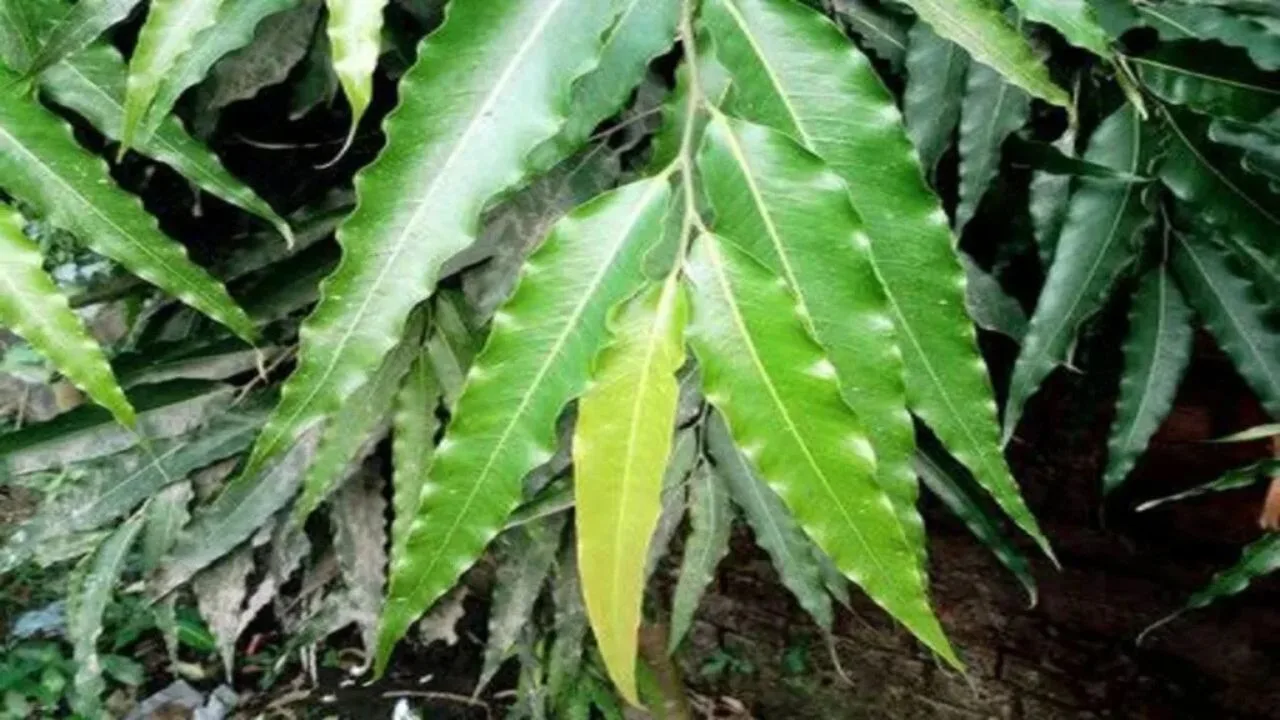 Vastu Tree Tips: The