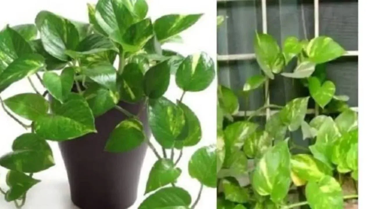 Money Plant Vastu: If