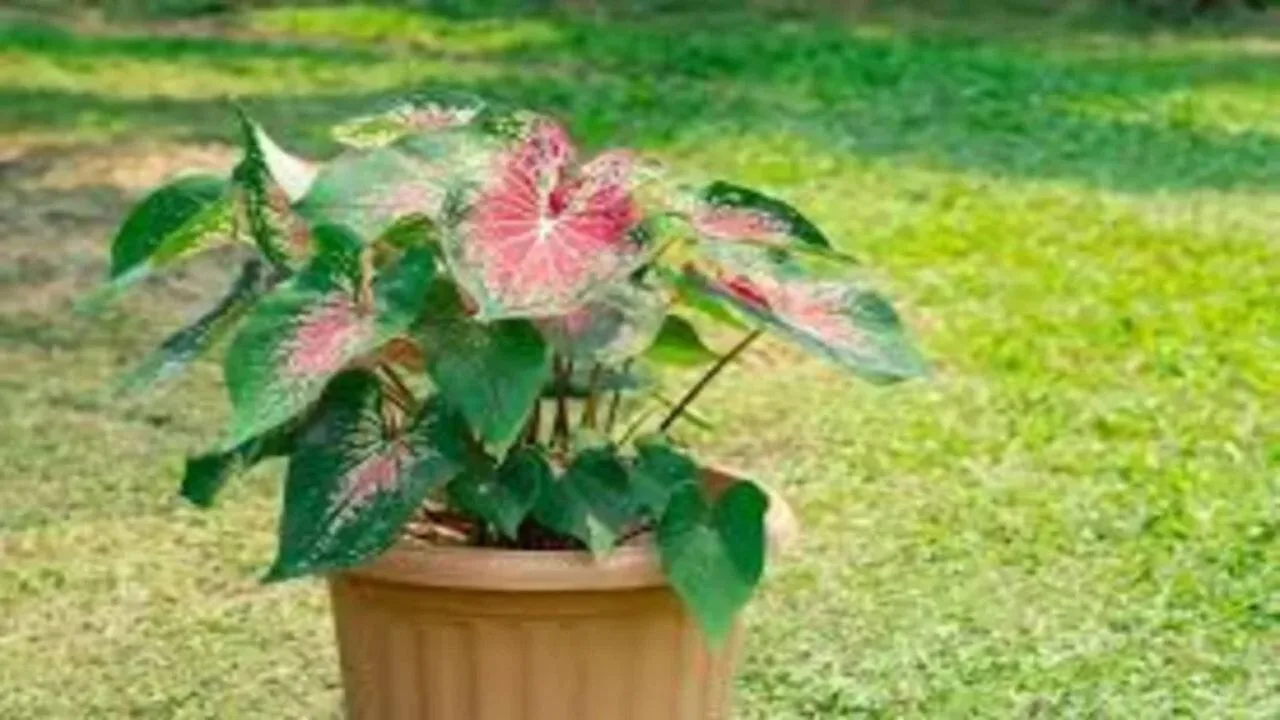 Vastu Tips For Plants: