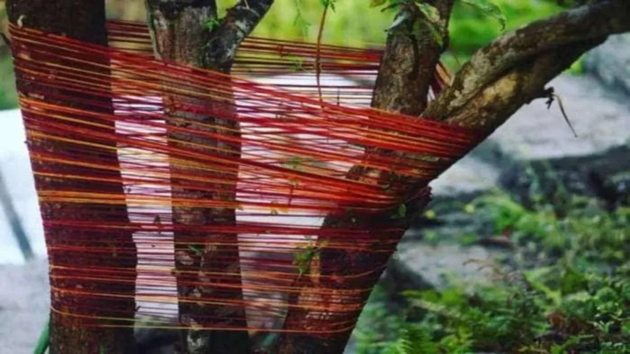Plants Vastu Tips: Tie