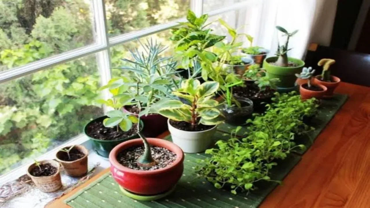 Vastu Tips For Plants:
