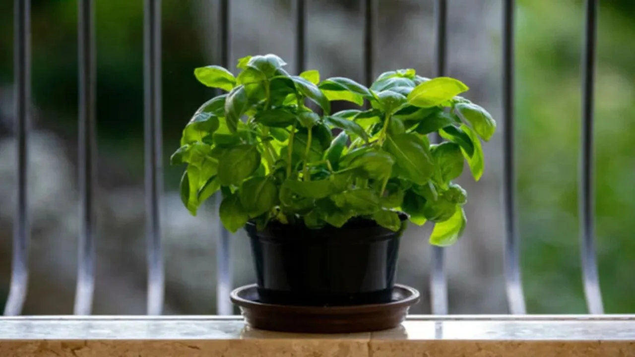 Tulsi Vastu Tips: Do