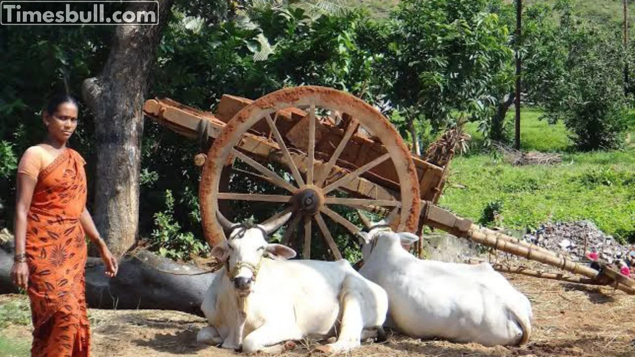 Cow Farming
