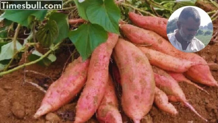 Success Story: Sudhir Chavan, a farmer from Solapur, is earning Rs 3 lakh by farming sweet potatoes