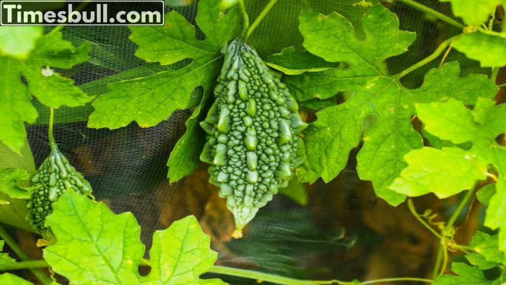 By using this online platform, farmers can easily make money in this way