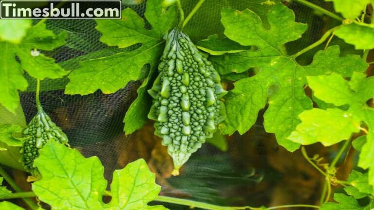 By using this online platform, farmers can easily make money in this way