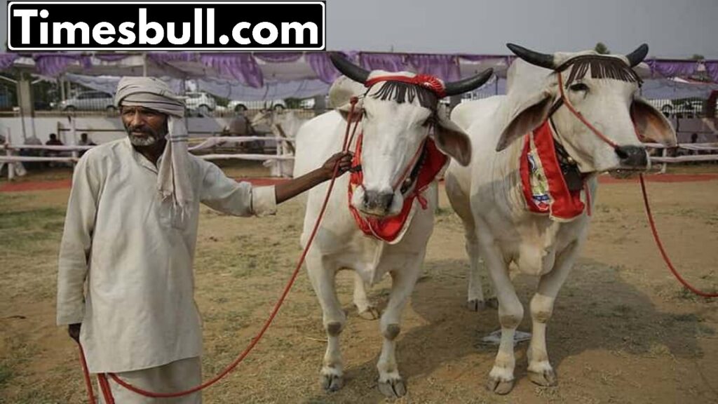 How to apply for loan to buy cow-buffalo through Kisan Credit Card? Know everything
