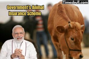 Animal Insurance (1)