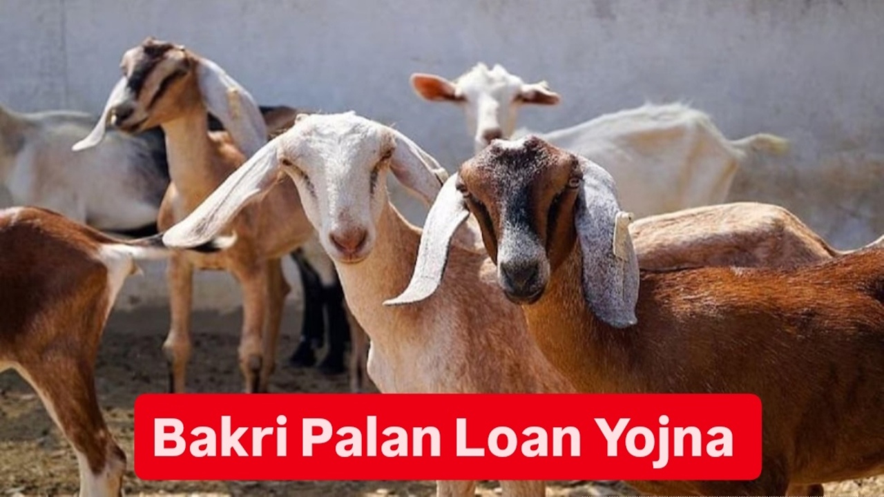 Bakri Palan Loan Yojna: बकरी...