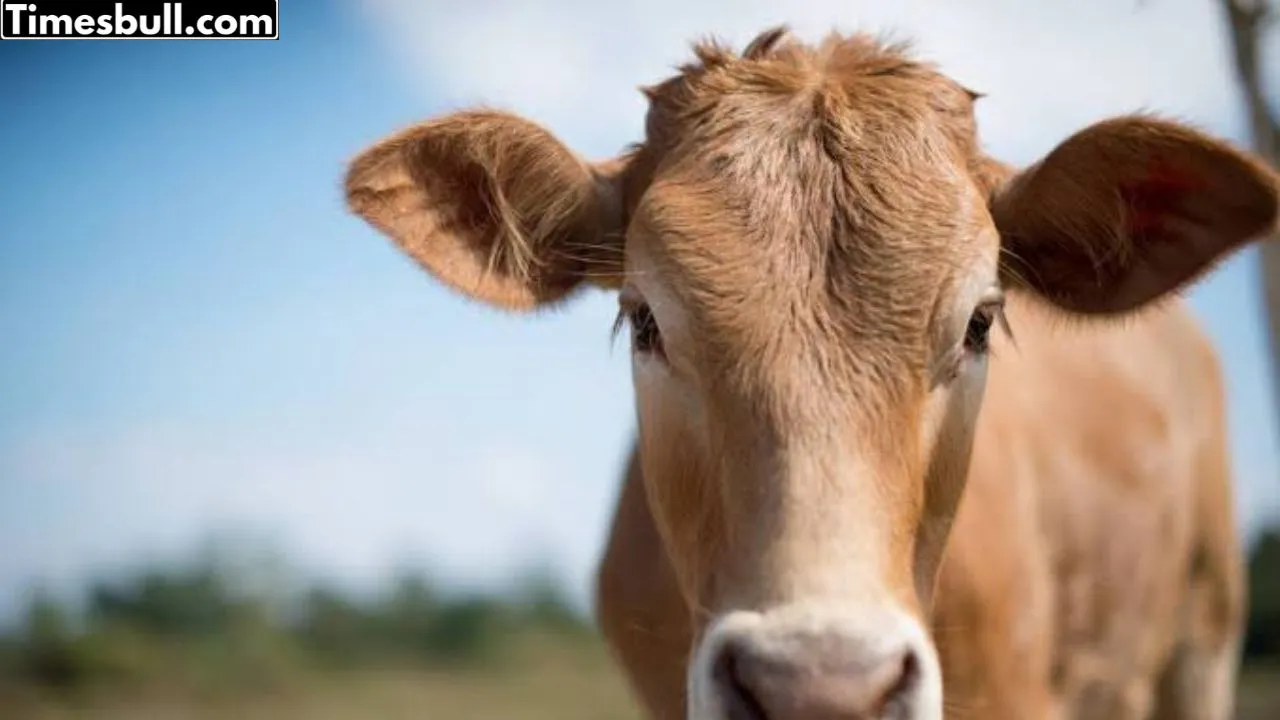Cow