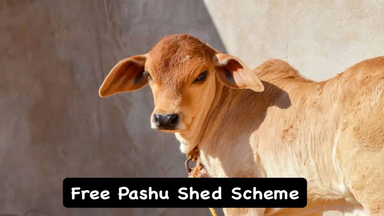 Free Pashu Shed Scheme