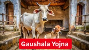 Gaushala Yojna: सरकार ने लॉन्च की नई योजना..! गाय पालने पर मिलेगा 10 लाख रुपए का लोन, ऐसे उठाए लाभ