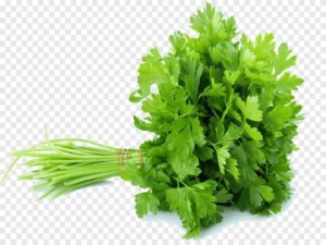Keep green coriander fresh for a long time in these ways