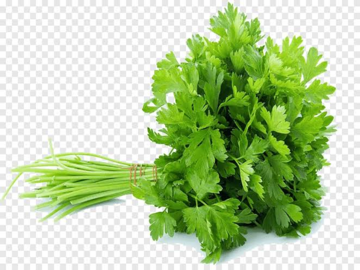 Keep green coriander fresh