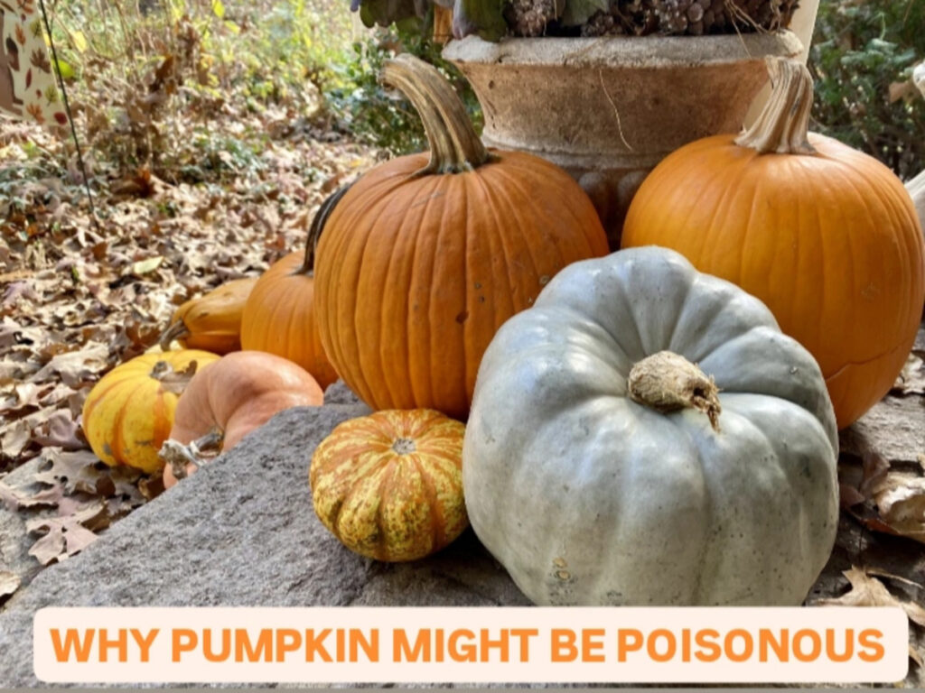 5 reasons why regularly eating pumpkin might not be Good For your Health